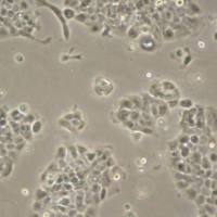 默克Merck UM-SCC-104 HPV-16 Positive Squamous Carcinoma Cell Line