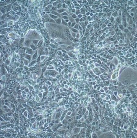  默克Merck ID8 Mouse Ovarian Epithelial Cell Line