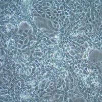  默克Merck ID8 Mouse Ovarian Epithelial Cell Line