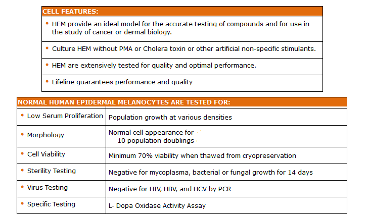 epidermal melanocytes adult quality