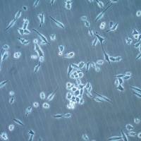  默克Merck MB49 Murine Bladder Carcinoma Cell Line