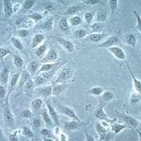 默克Merck TPC-1 Human Papillary Thyroid Carcinoma Cell line