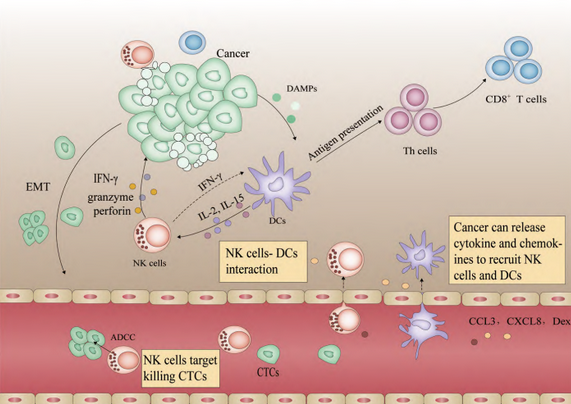AMMS®NK试剂盒套装3.0强势出击,轻松拿捏脐血NK