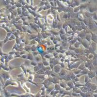 293 [HEK-293]-RED人胚肾细胞-红色标记   