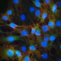 默克Merck Mouse OP9-DL4 Delta-like 4 Notch Ligand Cell Line