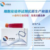 ACHN-GFP人肾细胞腺癌细胞-绿色标记