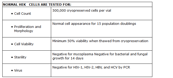 Human Epidermal Keratinocytes Adult Human Epidermal Keratinocytes Adult