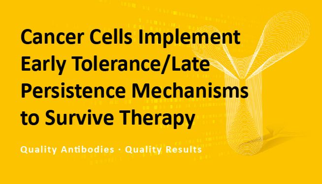 癌细胞通过“早期耐受”与“后期持续”机制对抗治疗