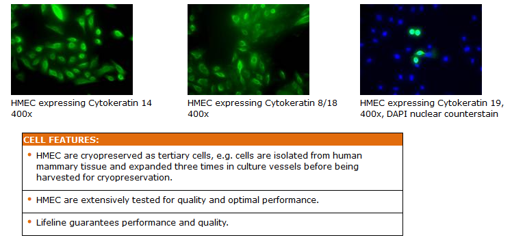 Mammary Epithelial Cells Features
