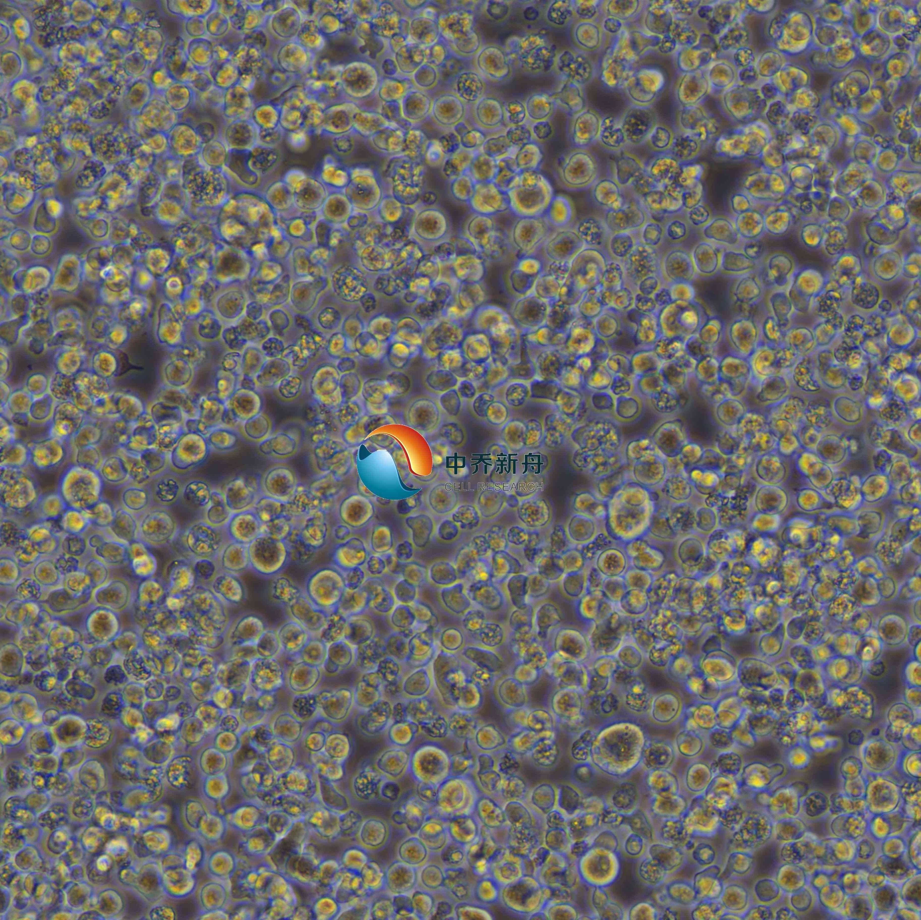 C1498-GFP+LUC小鼠急性骨髓性白血病-绿色+荧光素酶标记  