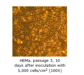 Human Epidermal Melanocytes Adult