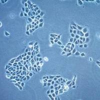 默克Merck 16HBE14o- Human Bronchial Epithelial Cell Line