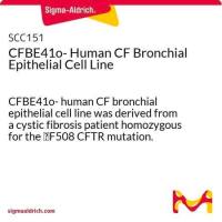  默克Merck CFBE41o- Human CF Bronchial Epithelial