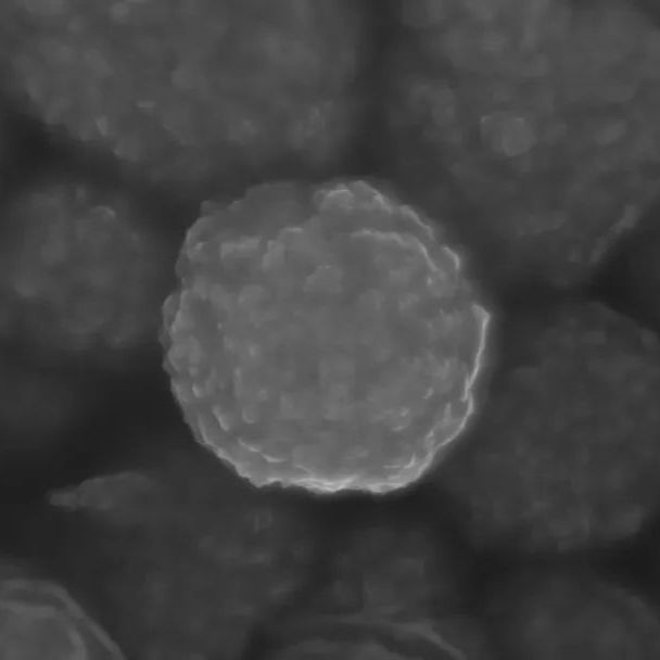 chemagen M-PVA磁珠