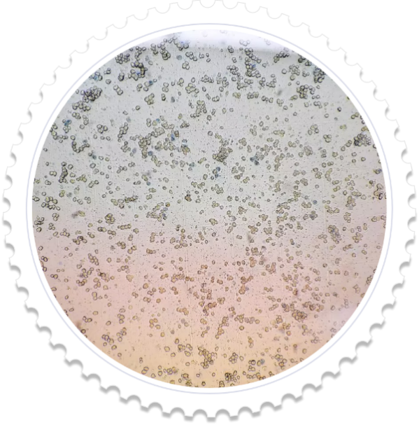 轻松搞定原代肝细胞分离提取，关键在这！