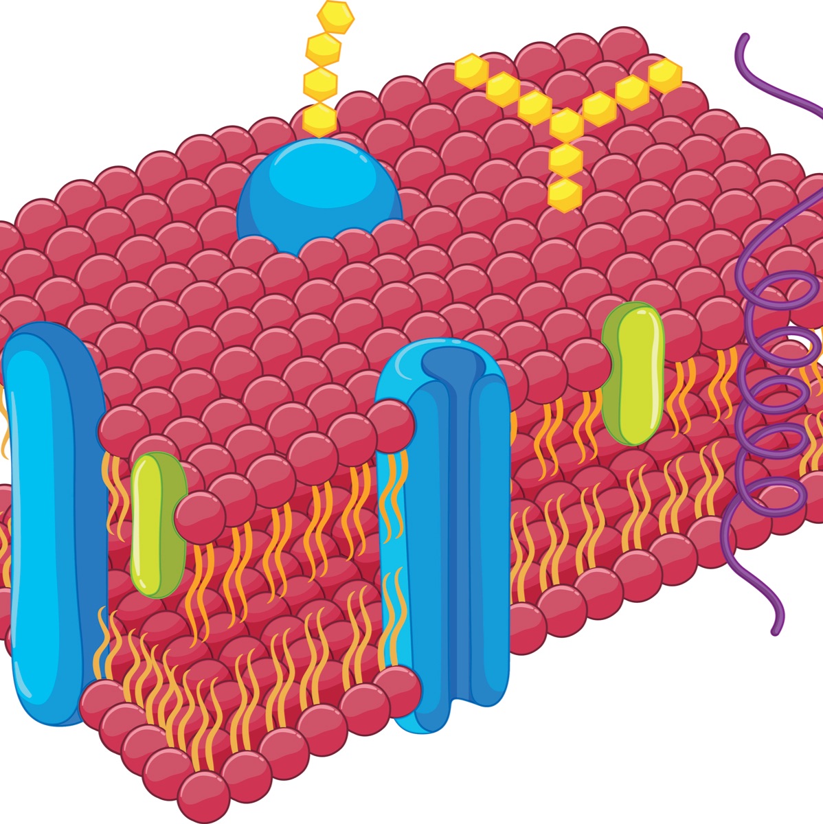 水溶性外泌体荧光标记染料（Aco-600，红色）