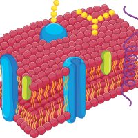 水溶性外泌体荧光标记染料（Aco-600，红色）