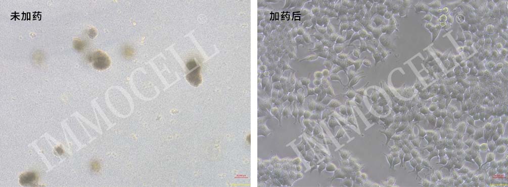 细菌清除剂(1000X)试用装