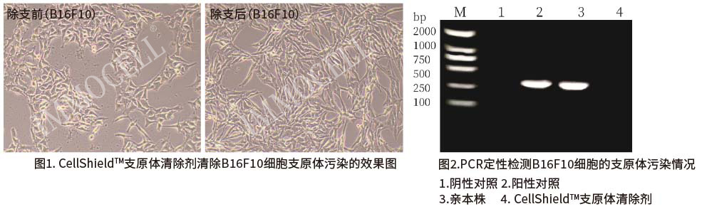 支原体清除剂(1000X)试用装