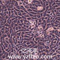 HT-22小鼠海马神经元细胞