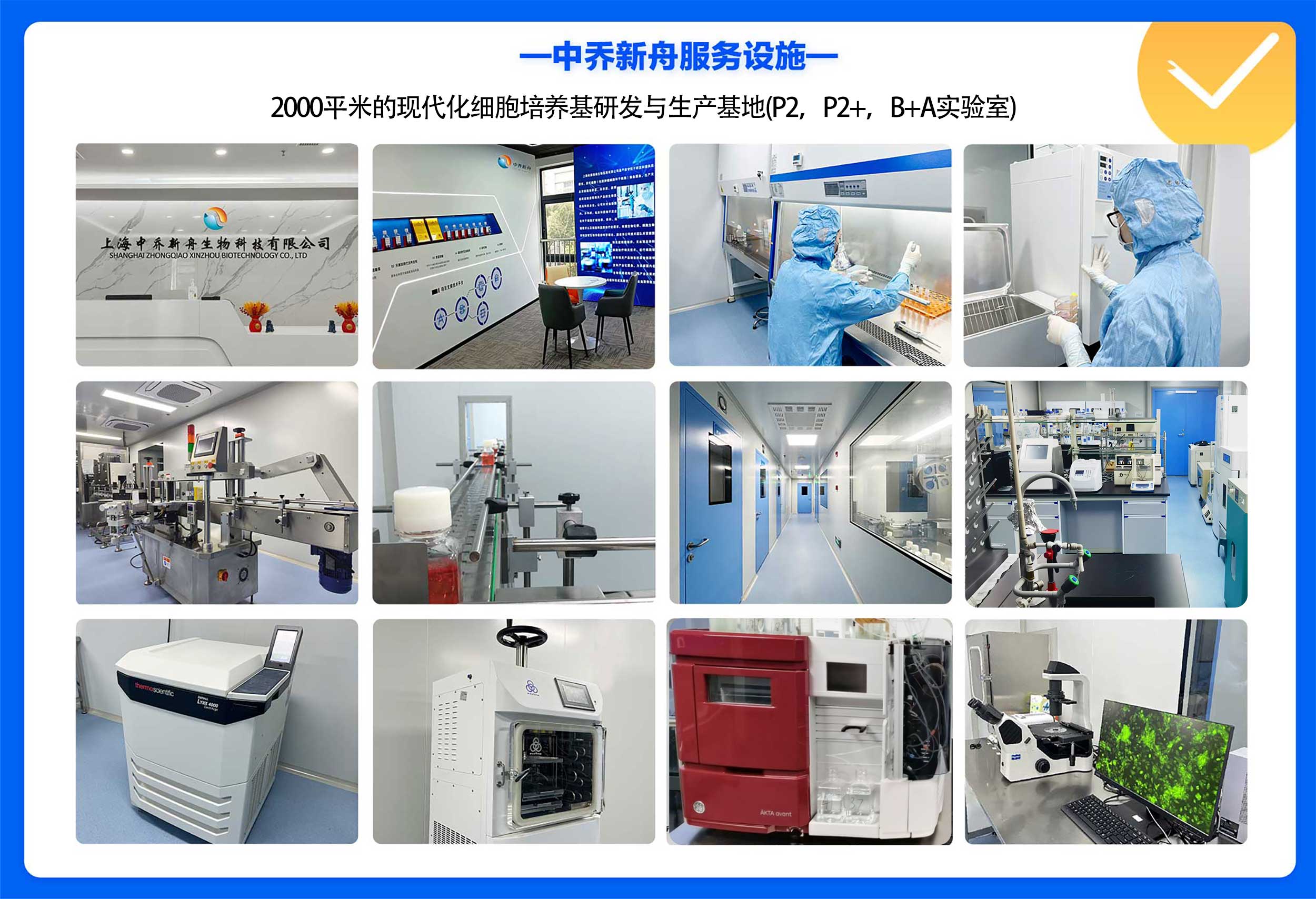 C6-GFP大鼠胶质瘤细胞-绿色标记