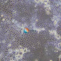 caco-2-luc人结肠腺癌细胞-荧光素酶标记