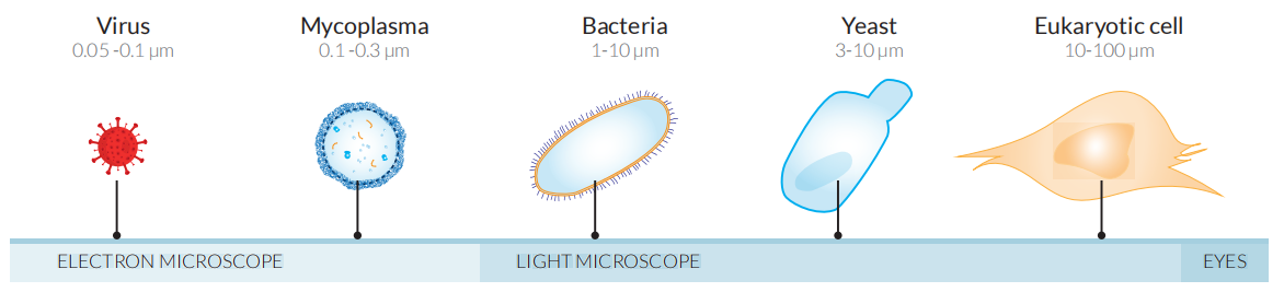 支原体清除剂(1000X)试用装