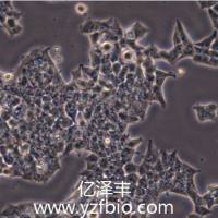 HCT-116-luc人结肠癌细胞-荧光素酶标记