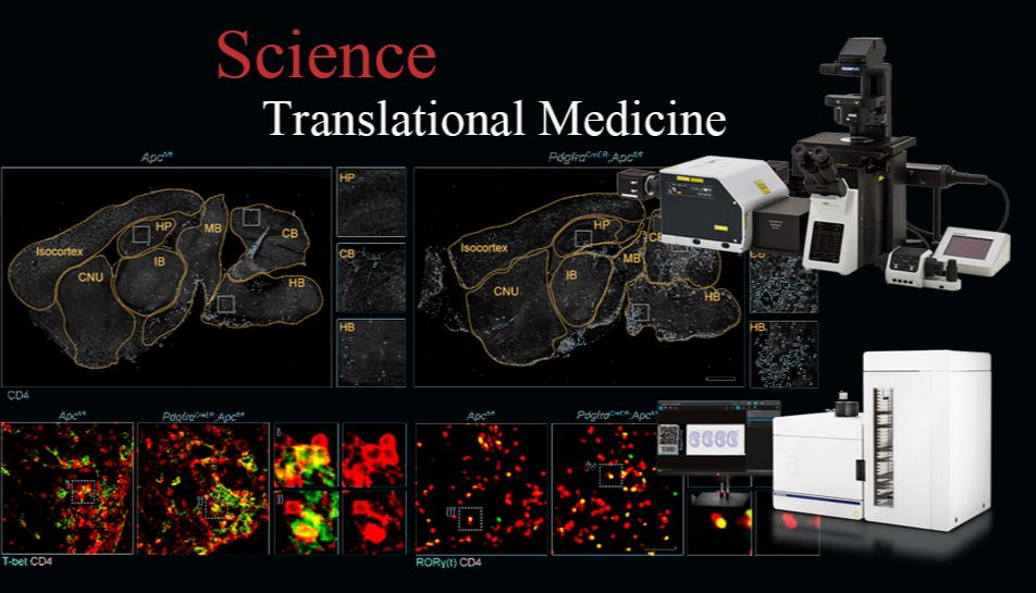 EVIDENT助力揭示少突胶质前体细胞调控免疫反应及多发性硬化症早期脱髓鞘新机制
