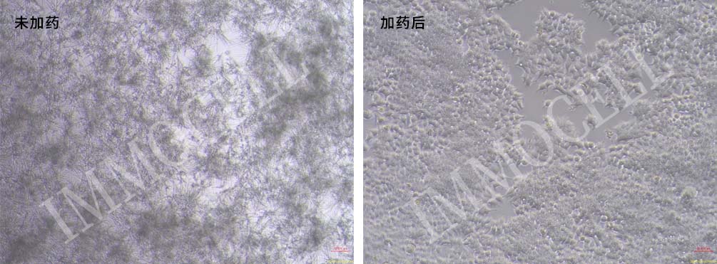 真菌清除剂(1000X)试用装