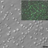 默克Merck BLaER1 Human B-cell Precursor Leukemia