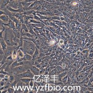 DLD-1人结直肠腺癌上皮细胞