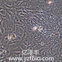 DLD-1人结直肠腺癌上皮细胞