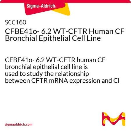 默克Merck CFBE41o- 6.2 WT-CFTR Human CF Bronchial Epithelial Cell Line
