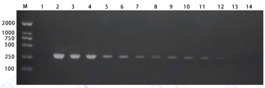 支原体PCR检测试剂盒试用装
