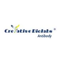 creative biolabs  CBMAB-C0204-FY  Mouse Anti-SLC44A1 Recombinant Antibody (CBFYC-0181) 