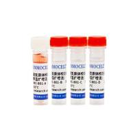 一步法快速支原体检测试剂盒(等温扩增法)