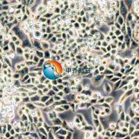 LLC-GFP+LUC小鼠肺癌细胞-绿色+荧光素酶标记