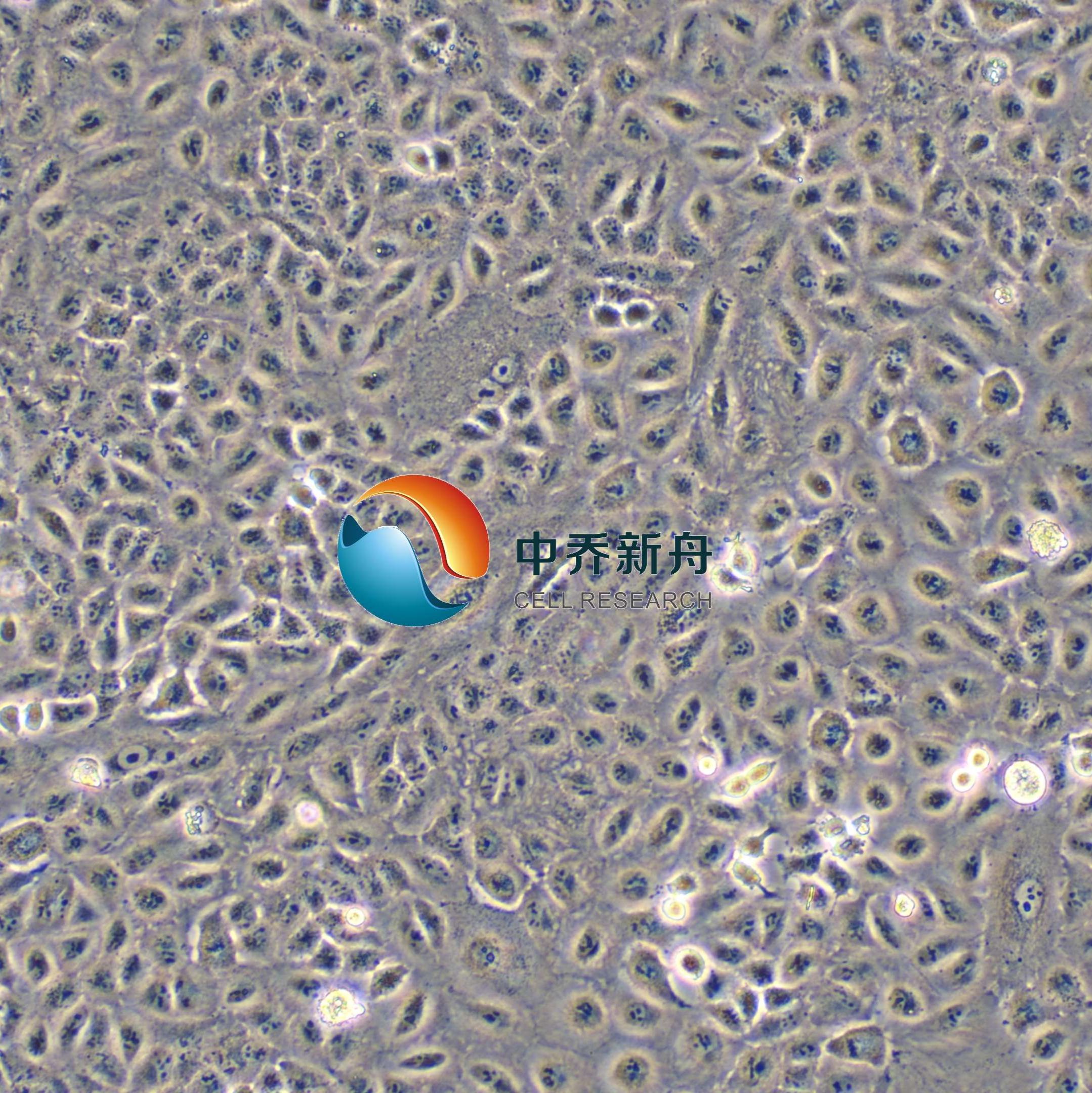 A549-GFP人非小细胞肺癌细胞 -绿色标记