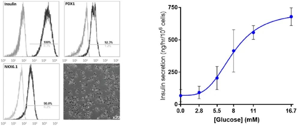 官宣：Human cell design人源糖尿病胰岛细胞2025年中国区代理