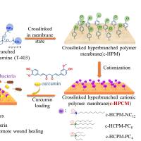 负载光敏剂Ce6和索拉非尼(SFB)的超支化聚磷酸盐纳米粒子被聚乙二醇PEG修饰
