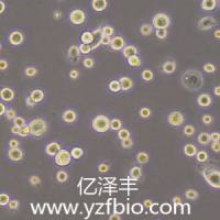 NR8383 [AgC11x3A; NR8383.1] 大鼠肺泡巨噬细胞