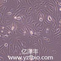 EA.hy926人脐静脉细胞融合细胞