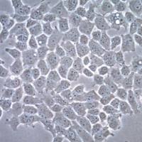 默克Merck HOG Human Oligodendroglioma Cell Line