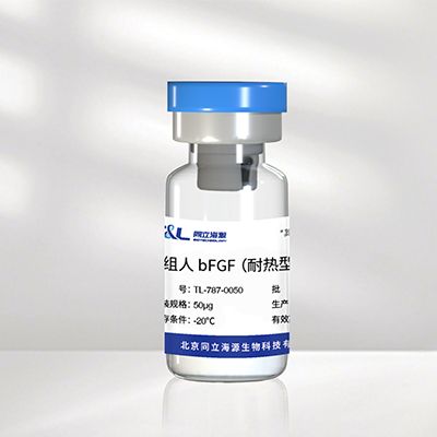 重组人bFGF蛋白（耐热型）