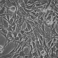  默克Merck MS5-mDLL1 Stromal Cell Line