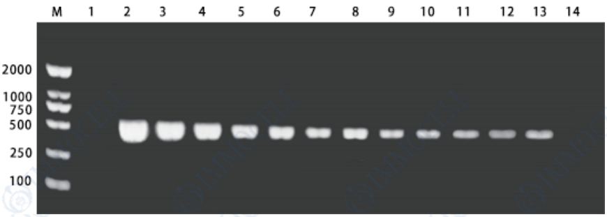 支原体PCR检测试剂盒试用装