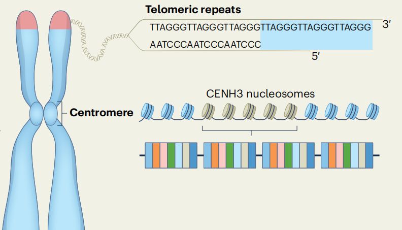 Nature Genetics | Rajeev K. Varshney综述：解锁植物遗传学的端粒到端粒（T2T）基因组组装