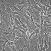 默克Merck MS5-hDLL1 Stromal Cell Line