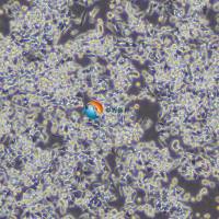 LOVO-LUC人结肠癌细胞-荧光素酶标记